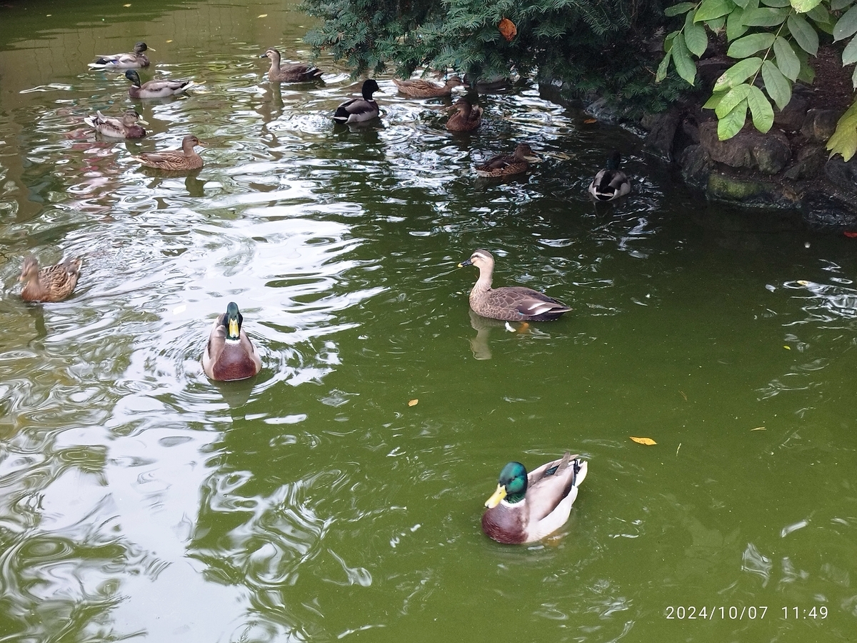 幻の道道1116号線～旭山動物園～神居古潭 - おまけの会社員生活