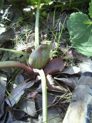 f:id:zi-zi:20110203103927j:image