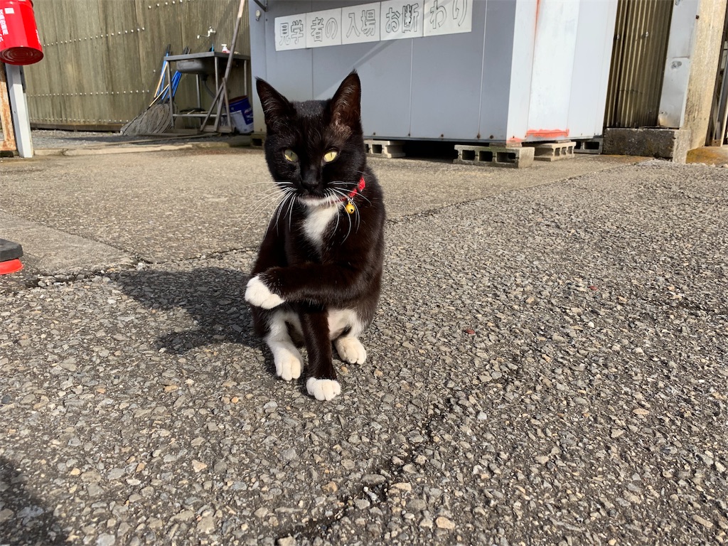f:id:zig-hiroking:20190209181423j:image f:id:zig-hiroking:20190209181423j:image