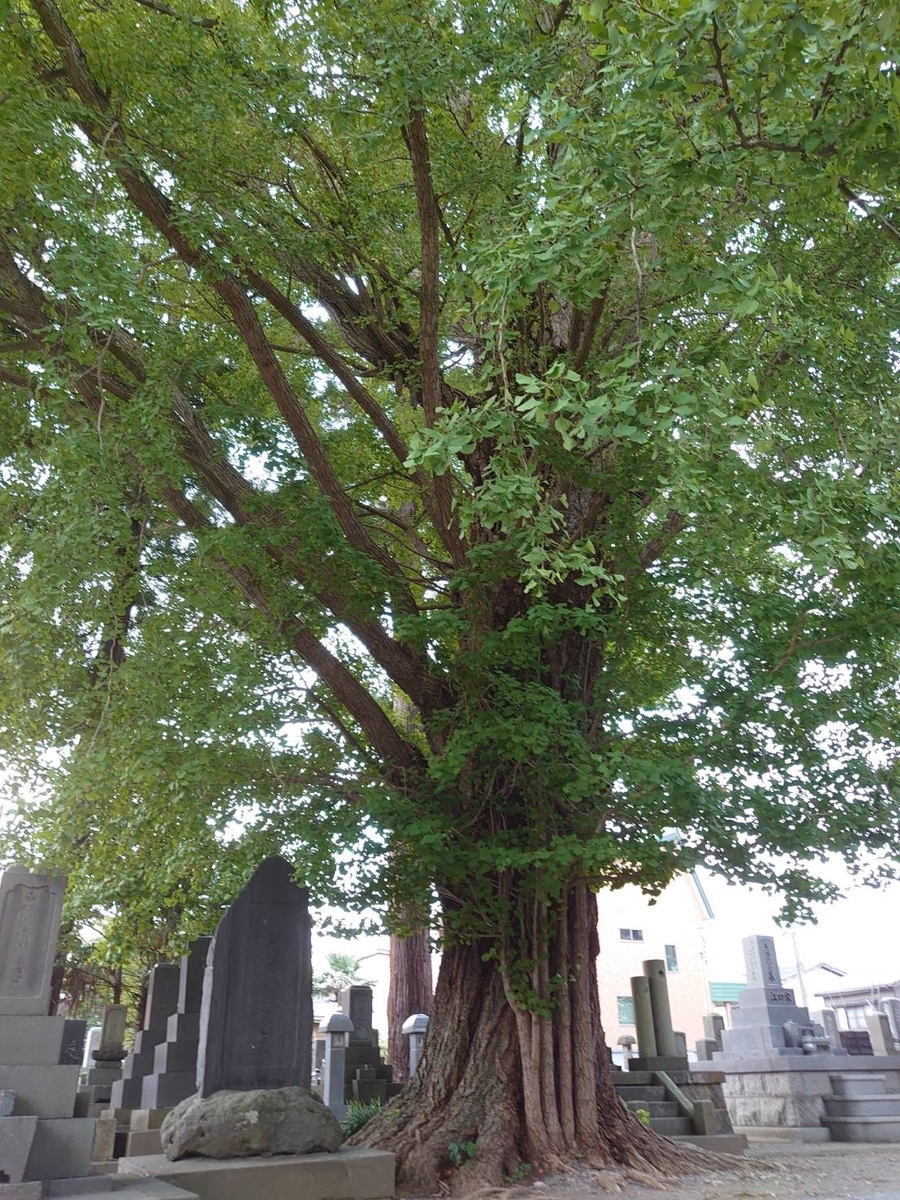 f:id:zimoshiru-joetsu:20200926173901j:plain