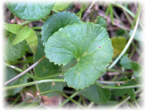 f:id:zinenfarm:20121109211935j:image