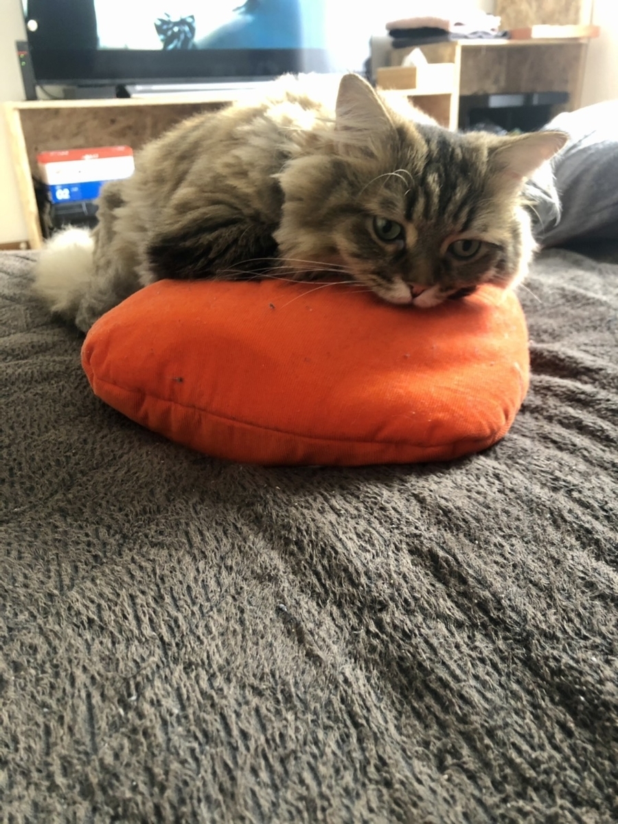 湯たんぽを知った猫 - お喋り酢桃