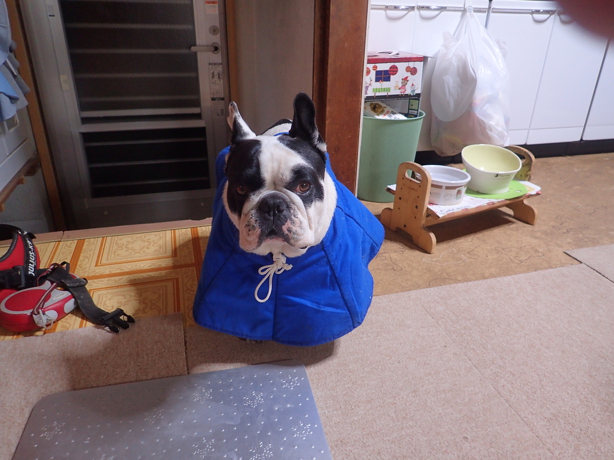 f:id:zinsei-syumi:20190923190457j:plain f:id:zinsei-syumi:20190923190457j:plain