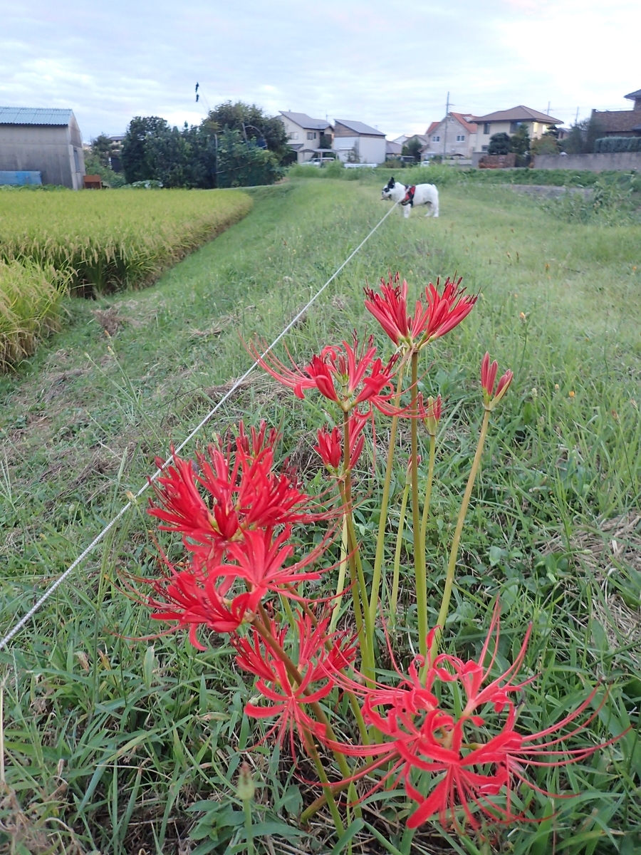 f:id:zinsei-syumi:20190923190941j:plain f:id:zinsei-syumi:20190923190941j:plain