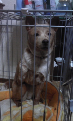 f:id:zion_hamanaka:20120409181706j:image