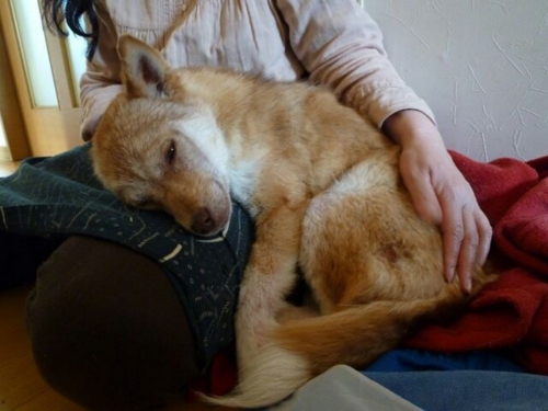 f:id:zion_hamanaka:20140426123713j:image