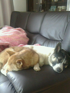 f:id:zion_hamanaka:20140619145200j:image