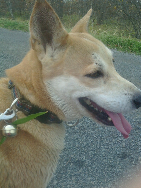 f:id:zion_hamanaka:20141018222800j:image