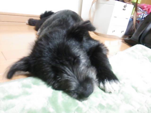 f:id:zion_hamanaka:20141110200212j:image