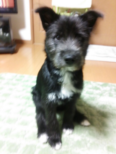 f:id:zion_hamanaka:20141110205626j:image