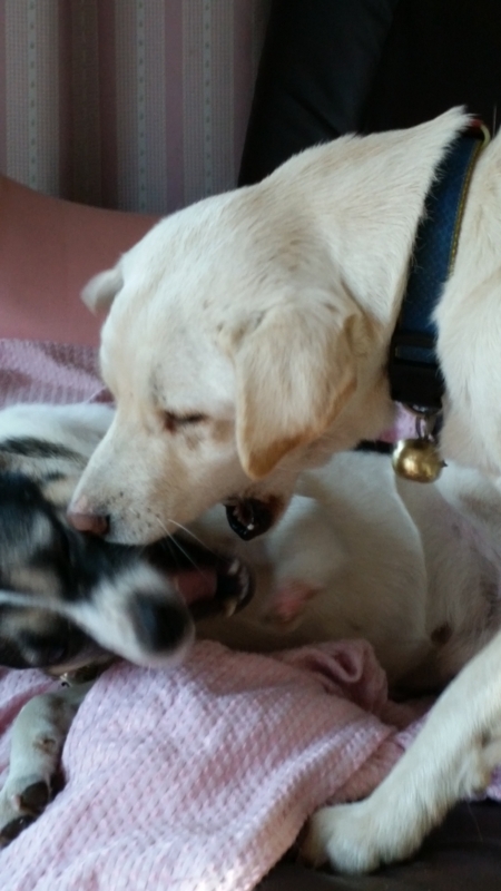 f:id:zion_hamanaka:20141209081932j:image