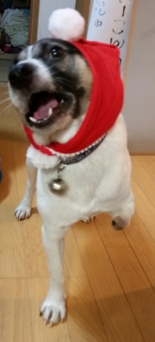 f:id:zion_hamanaka:20141209205227j:image