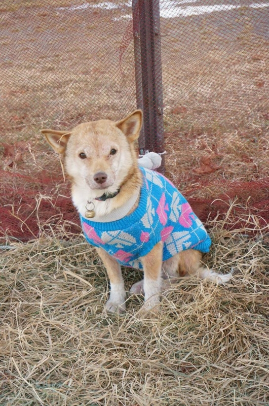 f:id:zion_hamanaka:20141215143642j:image