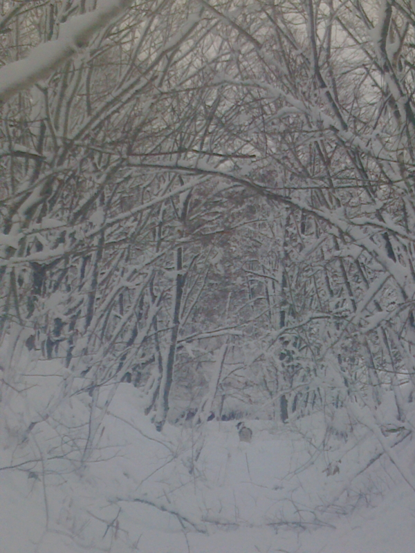 f:id:zion_hamanaka:20141217151000j:image