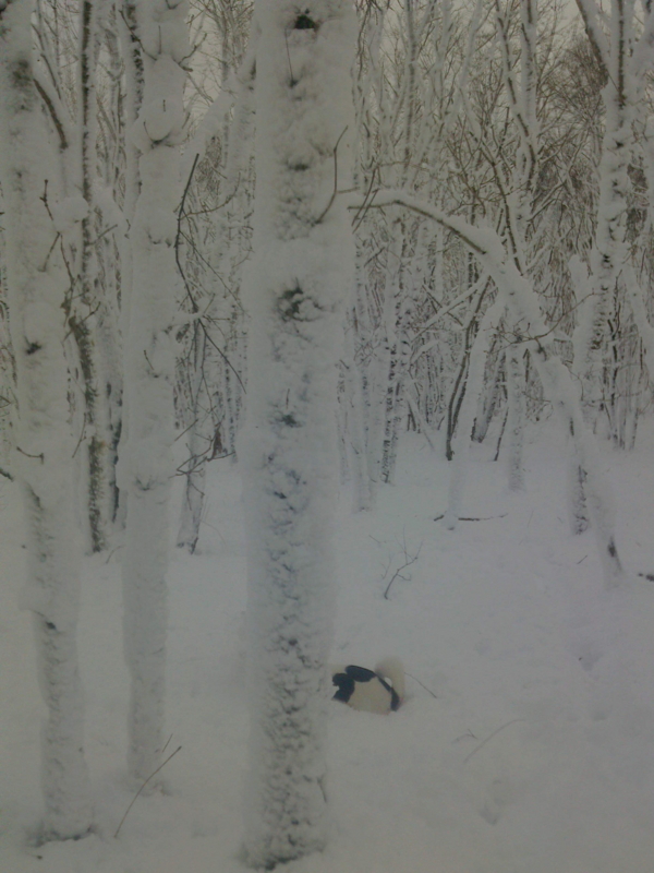 f:id:zion_hamanaka:20141218090619j:image