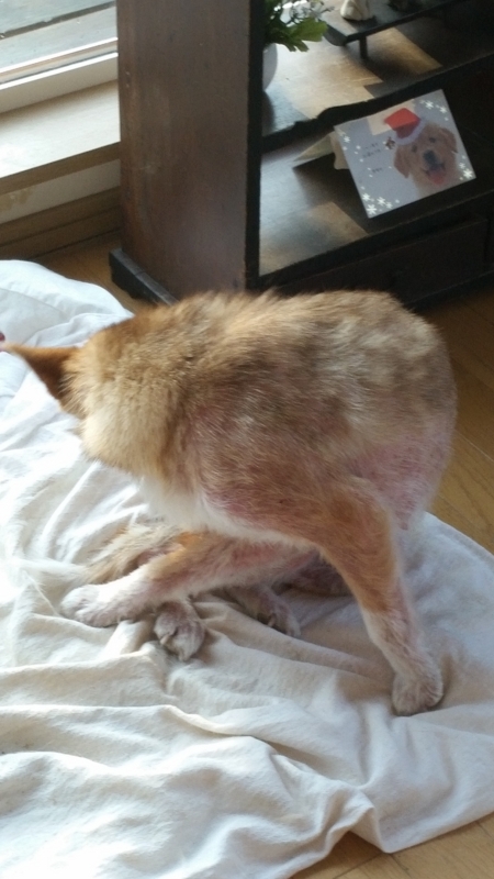 f:id:zion_hamanaka:20141221081356j:image