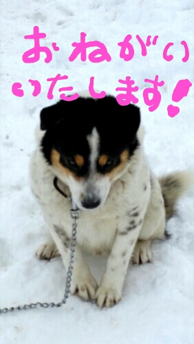 f:id:zion_hamanaka:20150126154144j:image