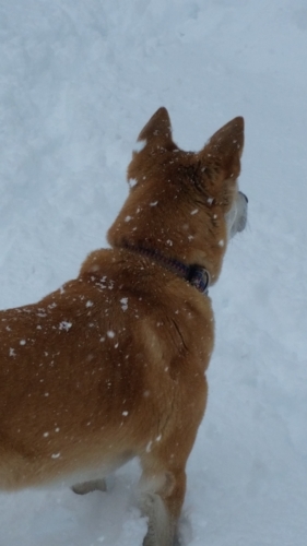 f:id:zion_hamanaka:20150302100336j:image