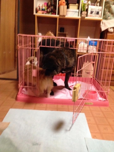 おじいちゃん犬に飼い主さんが決まりました 中標津保健所 しおんのわんころもち おじいちゃん犬に飼い主さんが決まりました 中標津保健所 しおんのわんころもち