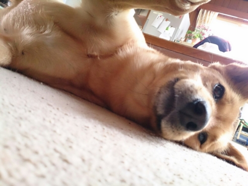 f:id:zion_hamanaka:20150519214110j:image f:id:zion_hamanaka:20150519214110j:image