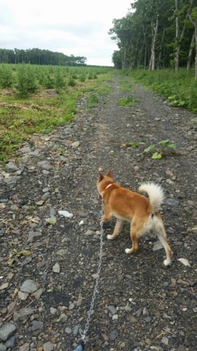 f:id:zion_hamanaka:20150724103812j:image