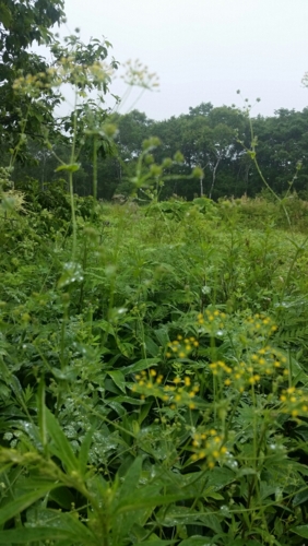 f:id:zion_hamanaka:20150726130533j:image