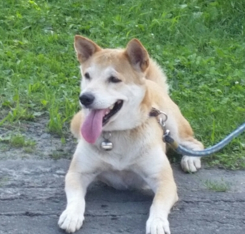 f:id:zion_hamanaka:20150731144236j:image f:id:zion_hamanaka:20150731144236j:image