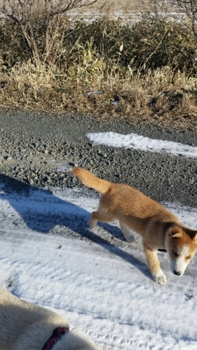 f:id:zion_hamanaka:20151229092847j:image