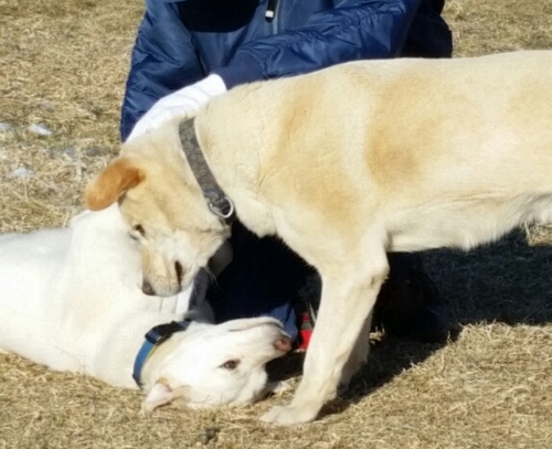 f:id:zion_hamanaka:20160107120231j:image