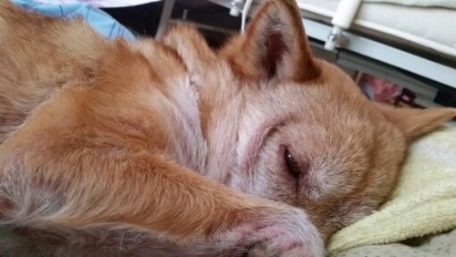 f:id:zion_hamanaka:20160404065100j:image