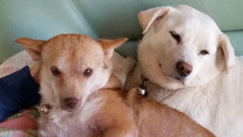 f:id:zion_hamanaka:20160409170718j:image