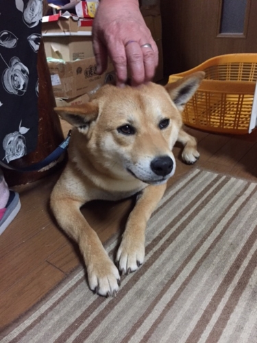 f:id:zion_hamanaka:20160607203407j:image