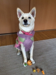 f:id:zion_hamanaka:20161031152006j:image