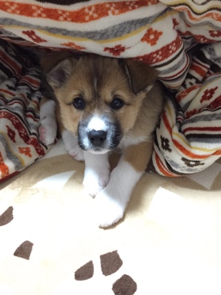 f:id:zion_hamanaka:20161213081541j:image f:id:zion_hamanaka:20161213081541j:image