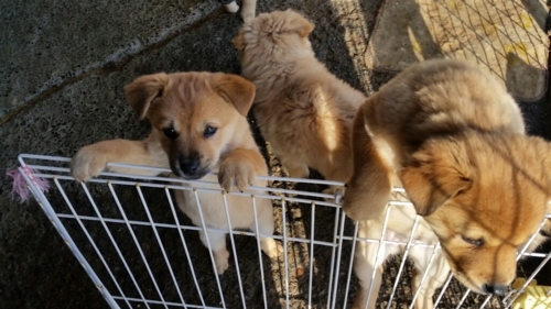 f:id:zion_hamanaka:20161214202645j:image