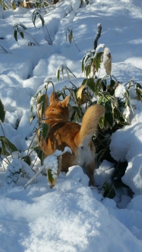 f:id:zion_hamanaka:20170102231001j:image f:id:zion_hamanaka:20170102231001j:image