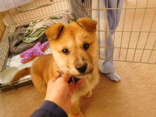 f:id:zion_hamanaka:20170112090638j:image