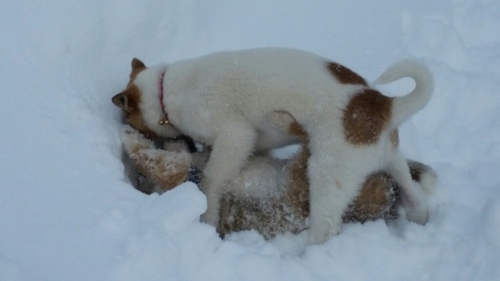 f:id:zion_hamanaka:20170123141957j:image