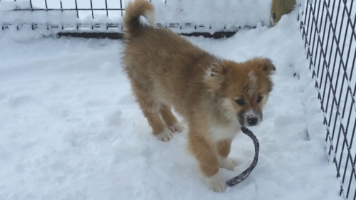 f:id:zion_hamanaka:20170123142055j:image