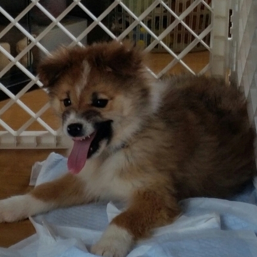 f:id:zion_hamanaka:20170123142835j:image