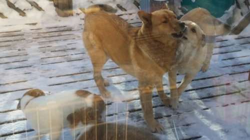 f:id:zion_hamanaka:20170124085812j:image