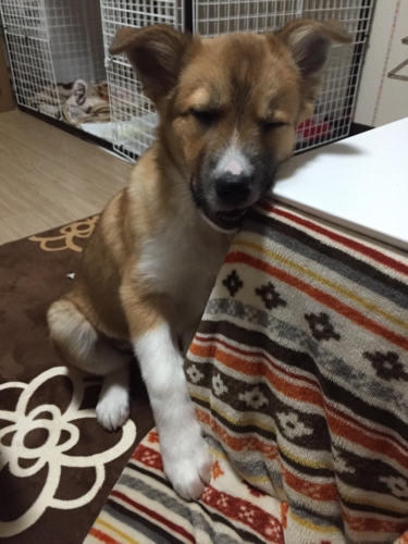f:id:zion_hamanaka:20170125124754j:image f:id:zion_hamanaka:20170125124754j:image
