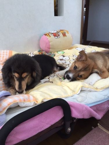 f:id:zion_hamanaka:20170125124816j:image f:id:zion_hamanaka:20170125124816j:image