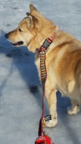 f:id:zion_hamanaka:20170128153330j:image