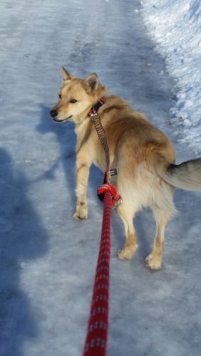 f:id:zion_hamanaka:20170128153340j:image