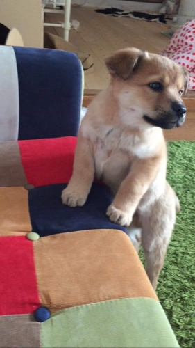 f:id:zion_hamanaka:20170207112344j:image