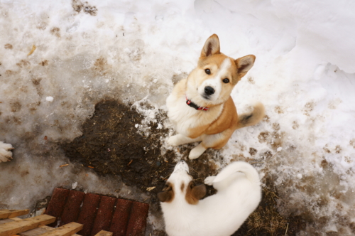 f:id:zion_hamanaka:20170211135006j:image f:id:zion_hamanaka:20170211135006j:image