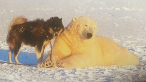 ｈｕｇ シロクマと犬の友情物語 ドッグレスキューしおんの会