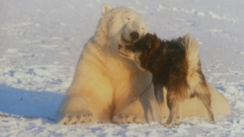 ｈｕｇ シロクマと犬の友情物語 ドッグレスキューしおんの会