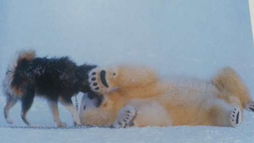 ｈｕｇ シロクマと犬の友情物語 ドッグレスキューしおんの会